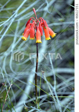 Australian native Christmas bells flowers 46617351