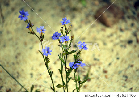 Australian native Blue Dampiera flowers Australian native Blue Dampiera flowers 46617400