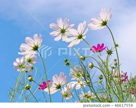Summer, Cosmos flowers shine through sunlight Summer, Cosmos flowers shine through sunlight 46617559