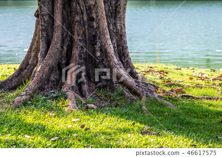 Bole and root of old tree on grassy floor 46617575