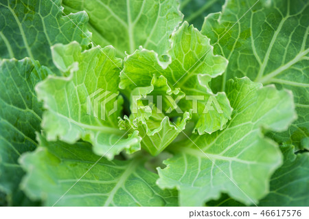 Close focus on center of green lettuce 46617576