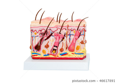 The Human Skin Cross-Section model. Detailed human skin structure with hair. 46617891