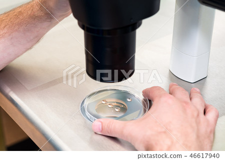 Embryologist or lab technician adjusting needle to fertilize a human egg under the microscope 46617940