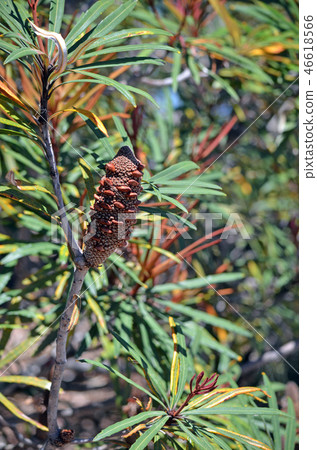 Australian native Hinchinbrook banksia Australian native Hinchinbrook banksia 46618566