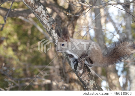 Satozuka's Ezoris 46618803