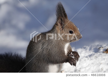 Satozuka的Ezoris Satozuka的Ezoris 46618808