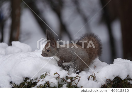 Satozuka's Ezoris 46618810