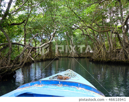 Mangrove Forest at Laguna Gri-Gri 46618941