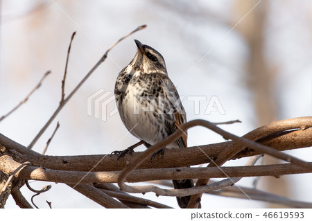 Thrush that stops on branches of tree Thrush that stops on branches of tree 46619593