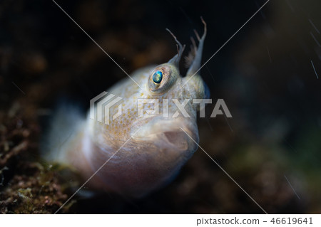 Kokeginpo Neoclinus bryope Kokeginpo Neoclinus bryope 46619641