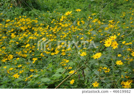 Flower of Jerusalem artichoke Flower of Jerusalem artichoke 46619982