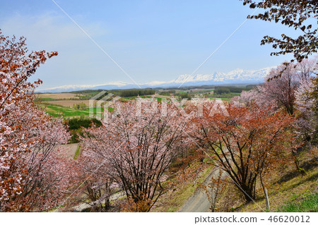 Cherry blossom 46620012