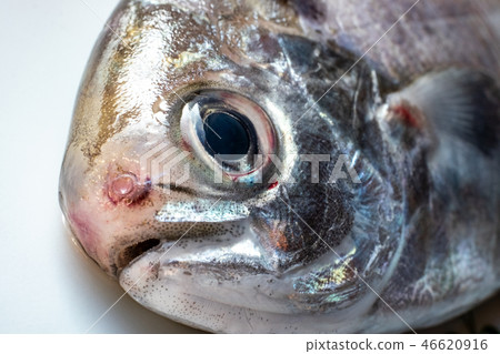 Head of Ebo 46620916