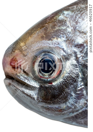 埃博的負責人 46620917