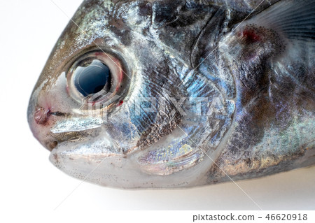 Head of Ebo 46620918