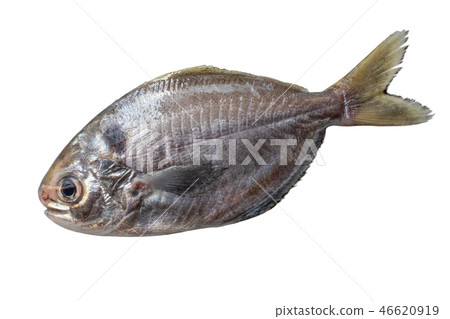 Ebara Ebara 46620919