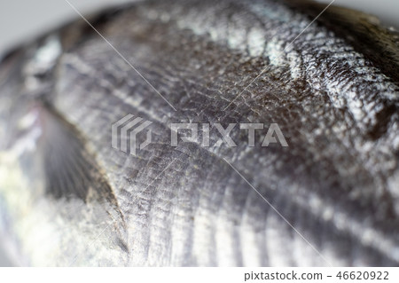 Fish body of Ebo 46620922