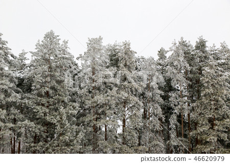 snow covered pine tree forest in nature during snow storm snow covered pine tree forest in nature during snow storm 46620979