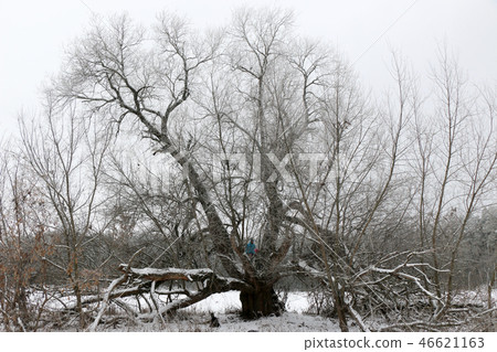 Winter branches of trees in hoarfrost on background Winter branches of trees in hoarfrost on background 46621163