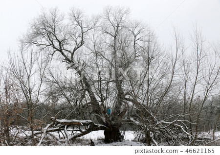 Winter branches of trees in hoarfrost on background 46621165