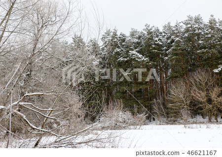 Winter branches of trees in hoarfrost on background 46621167