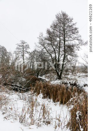 Winter branches of trees in hoarfrost on background Winter branches of trees in hoarfrost on background 46621169