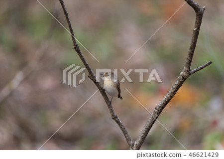 Ogilovitaki 46621429