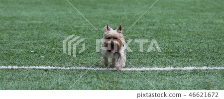 Yorkshire terrier Yorkshire terrier 46621672