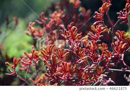 Western Australian native Red Kangaroo Paw flowers Western Australian native Red Kangaroo Paw flowers 46621875