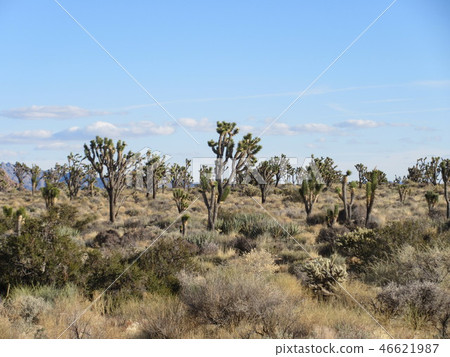 沙漠 荒野 荒地 46621987