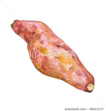 甘藷 46622237