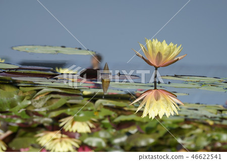 A water lily photographed vertically and symmetrically A water lily photographed vertically and symmetrically 46622541