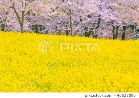 Akagi South Face Senbonzakura in full bloom 46622896