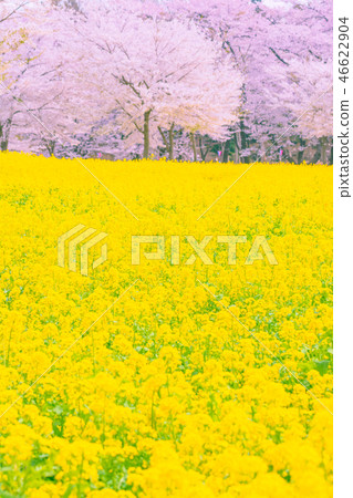 Akagi South Face Senbonzakura in full bloom Akagi South Face Senbonzakura in full bloom 46622904