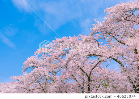 櫻花盛開,藍藍的天空 櫻花盛開,藍藍的天空 46623074