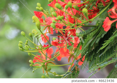 美麗的紅色鳳凰花 美麗的紅色鳳凰花 46623436