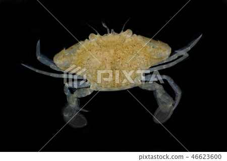 Blue Swimming Crabs isolated on black background 46623600