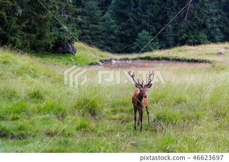 Stag in a park 46623697