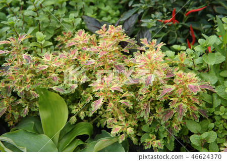 Coleus plant or scientific name is Solenostemon Coleus plant or scientific name is Solenostemon 46624370