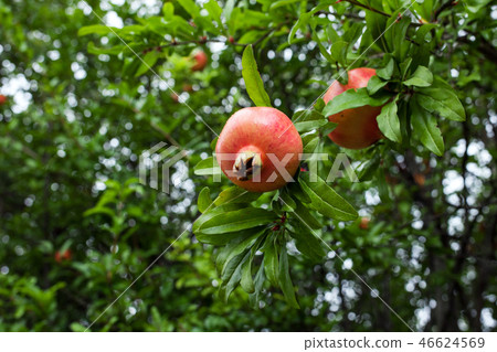 Delicious pomegranate fruit on a green leafs background. Delicious pomegranate fruit on a green leafs background. 46624569