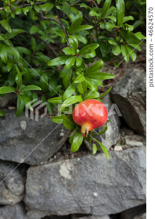 Delicious pomegranate fruit on a green leafs background. Delicious pomegranate fruit on a green leafs background. 46624570