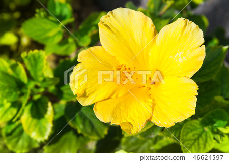 Yellow Hibiscus flower in garden Yellow Hibiscus flower in garden 46624597