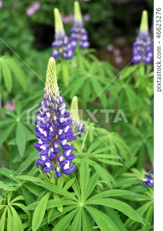 Lupine Lupine 46625276