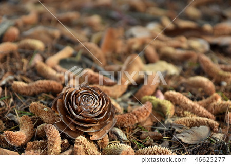 Pine cones cedar 46625277
