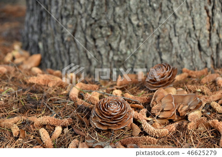 Pine cones cedar 46625279