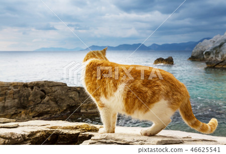 Cat on the sea 46625541