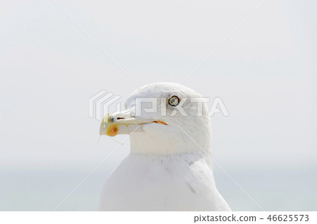 Seagull portrait against sea shore. Close up view of white bird seagull sitting by the beach 46625573