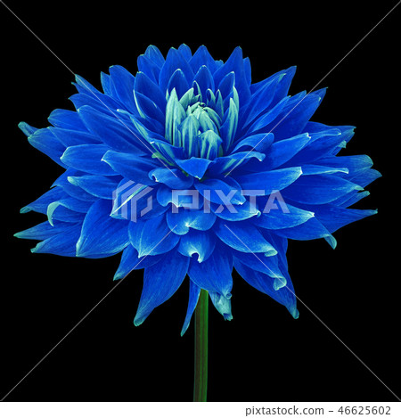 blue flower dahlia isolated on a black background 46625602