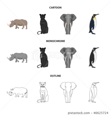 Black rhinoceros, panther wild cat, African animal elephant, imperial penguin. Wild animals set Black rhinoceros, panther wild cat, African animal elephant, imperial penguin. Wild animals set 46625724