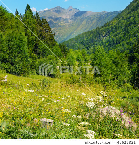 Picturesque mountain slopes with blooming herbs Picturesque mountain slopes with blooming herbs 46625821